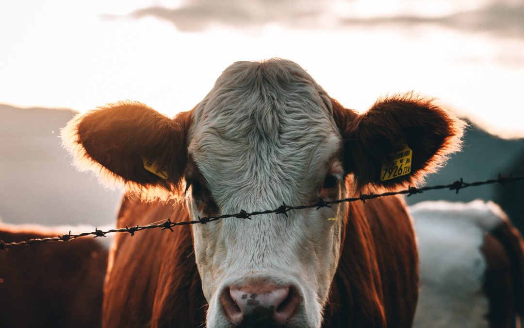 France Info : La Cour des comptes européenne propose d’intégrer le coût de la souffrance animale dans le prix de la viande